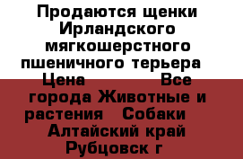 Продаются щенки Ирландского мягкошерстного пшеничного терьера › Цена ­ 30 000 - Все города Животные и растения » Собаки   . Алтайский край,Рубцовск г.